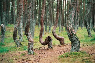 Куршская коса, Танцующий лес
